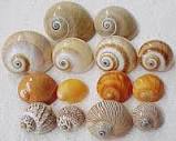 Seashells in varied natural designs and colors